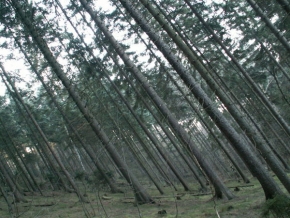 Stromy v krajině - The trees in the wind
