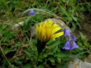Jan Svoboda - žlutý květ