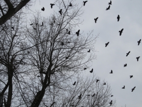Fotograf roku v přírodě 2013 - Let ptáků v oblacích