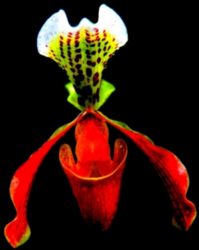 Miniaturní příroda - Obživlý květ orchideje