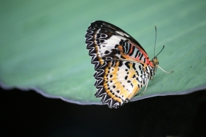 Miniaturní příroda - motýl