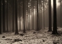 Dana Klimešová -spící les
