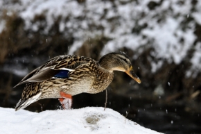 Fotograf roku v přírodě 2013 - Kačka v zime II