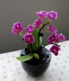 Radovan Kremlička -Růžová orchidej