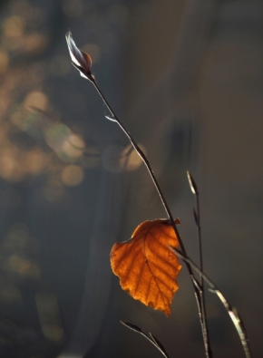 Fotograf roku v přírodě 2013 - Podzim