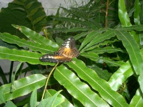 Marcela Krzanová - motýl