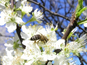 Miniaturní příroda - jaro