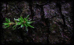 Miniaturní příroda - po dešti