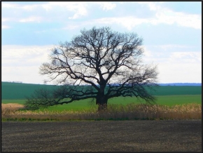 Stromy v krajině - Fotograf roku - junior - Strom po zimě