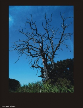 Stromy v krajině - Nesmrtelny strom