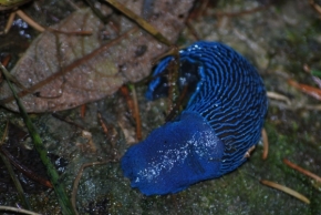 Miniaturní příroda - Modrý slimák