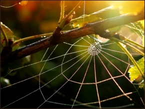 Miniaturní příroda - Ráno pro pavouka