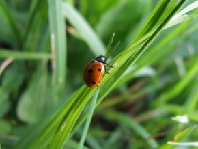 Miniaturní příroda - V trávě