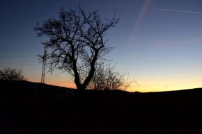 Za soumraku i za svítání - Tree next to the meadow