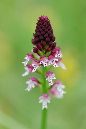 Miniaturní příroda - Orchis ustulata subsp. aestivalis 