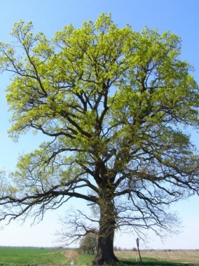 Stromy v krajině - Starý dub