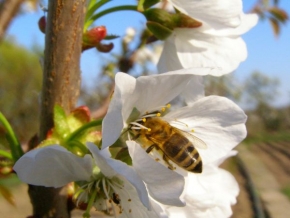 Makrosvět - Pracovitá včelka