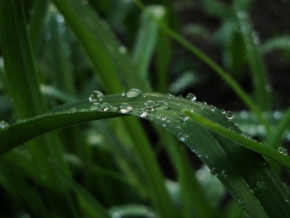 Miniaturní příroda - Po dešti