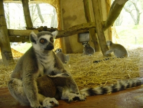 Filip Horák - Lemur