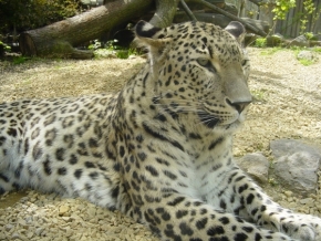 Zvěř, zvířata a zvířátka - Gepard