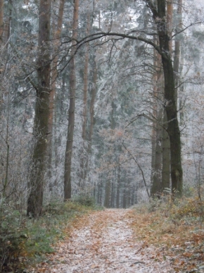 Fotograf roku v přírodě 2013 - Lesní cesta