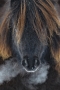 Věra Marková -shetland pony