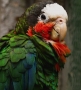 Lída Hájková -duhový papouch
