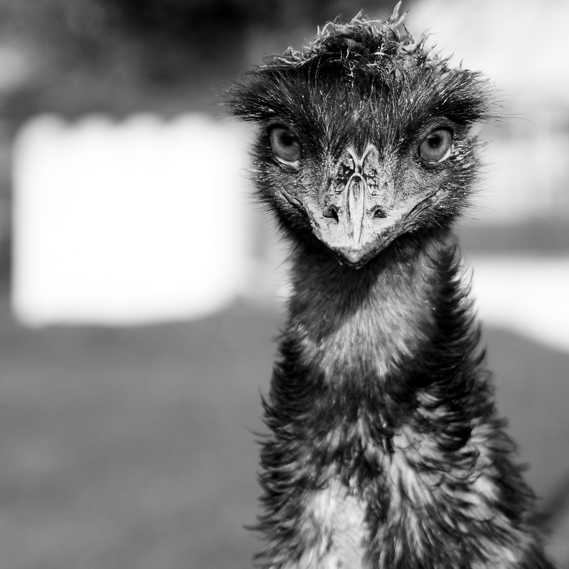 Emu špindír