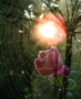 Miluše Chvalovská -růže pro Růženku