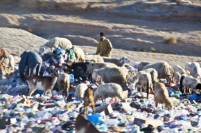 Zvěř, zvířata a zvířátka - ...alžírske ovce na pastve...