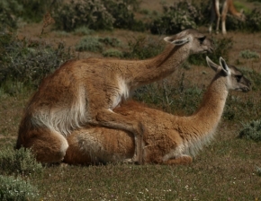 Zvěř, zvířata a zvířátka - Llama guanaco v Patagonii  - rodiče