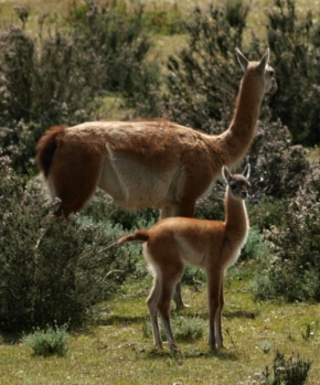 Zvěř, zvířata a zvířátka - Llama Guanaco - máma s mládětem