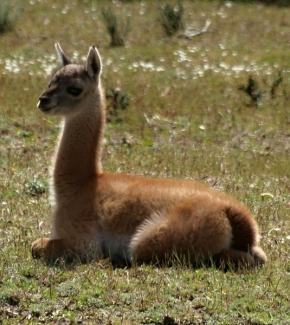 Zvěř, zvířata a zvířátka - Llama guanaco - mládě