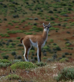 Zvěř, zvířata a zvířátka - Llama guanaco - Kdepak je ta moje máma?