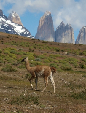 Zvěř, zvířata a zvířátka - Věže Torres del Paine a llama guanaco