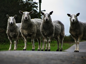 Fotograf roku na cestách 2013 - Sheep crossing