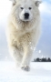 Heda Kabešová -Ledový pes