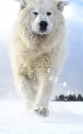 Zvěř, zvířata a zvířátka - Ledový pes