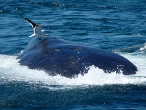 Zvěř, zvířata a zvířátka - Velryba jižní
