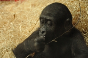 Zvěř, zvířata a zvířátka - malý gorilák 