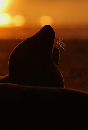 Zvěř, zvířata a zvířátka - večerní tulení