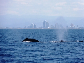 Zvěř, zvířata a zvířátka - Nádherné velryby
