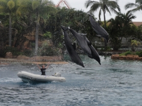 Zvěř, zvířata a zvířátka - Delfíni