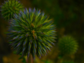 Miniaturní příroda - květina 