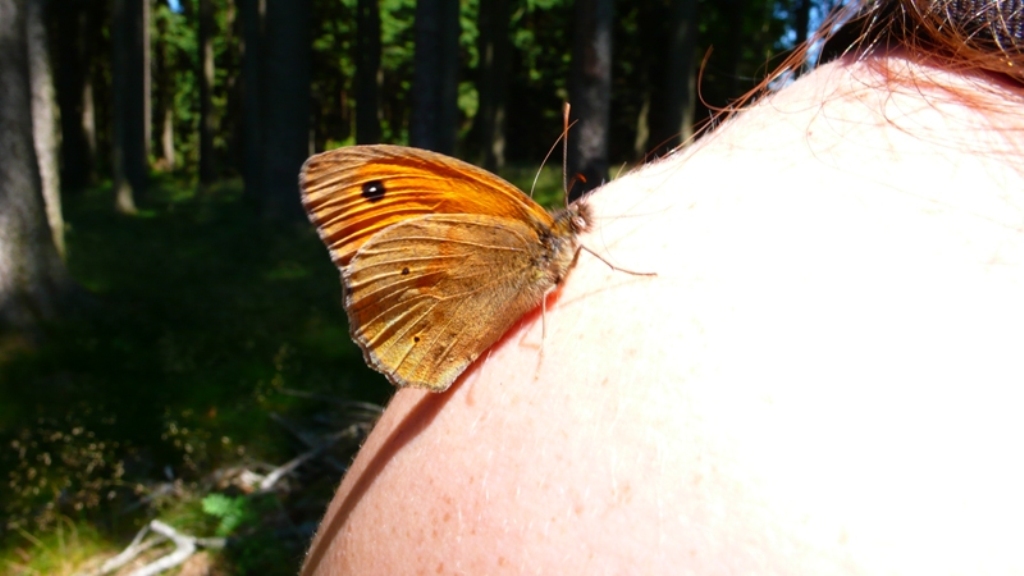 Denní motýl