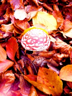 Miniaturní příroda - Barvy podzimu