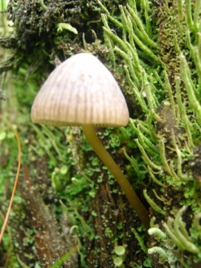 Miniaturní příroda - houba