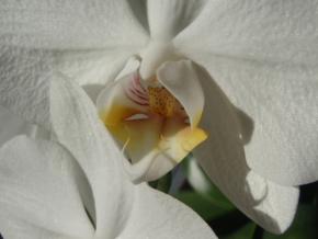 Z mého domova - orchidej - bílá