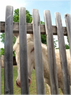 Zvěř, zvířata a zvířátka - Modré oči za plotom