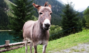 Zvěř, zvířata a zvířátka - Osel v Alpách